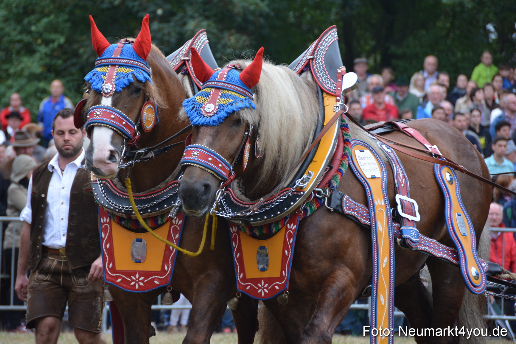 Pferde und Fohlenschau 170815 0066