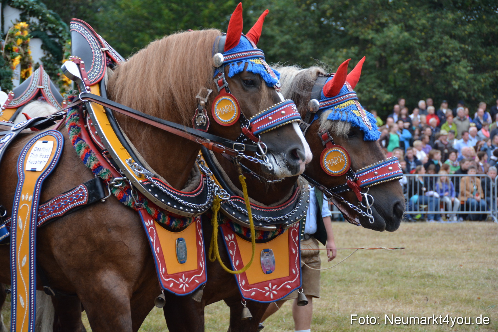Pferde und Fohlenschau 170815 0067