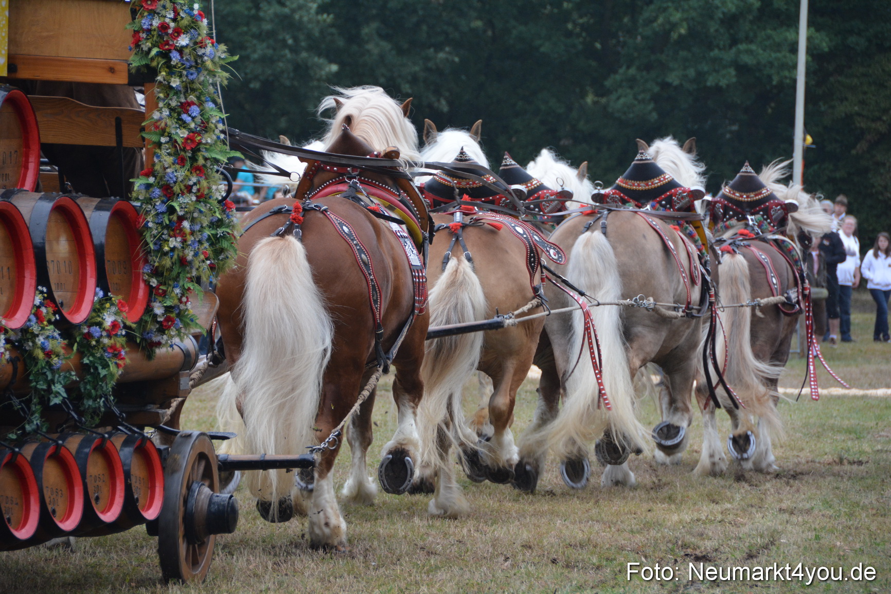 Pferde und Fohlenschau 170815 0069