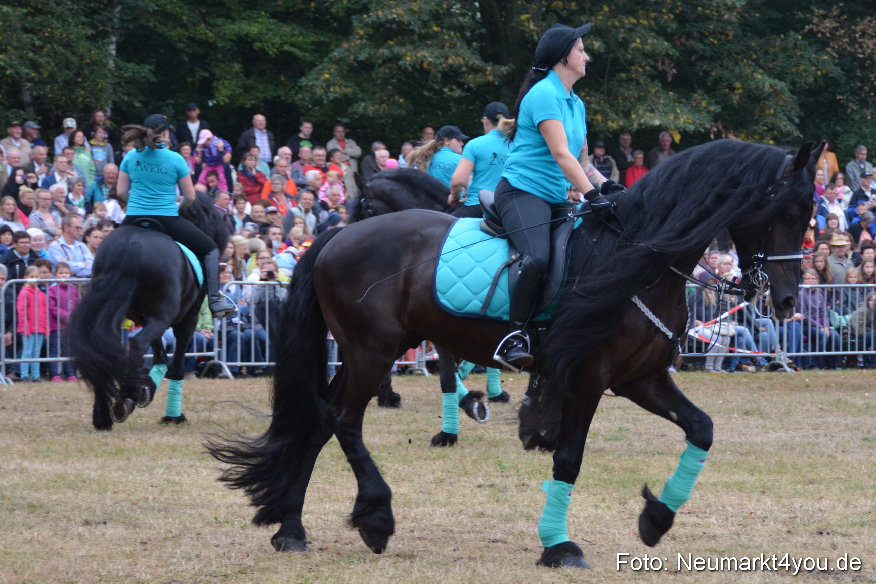 Pferde und Fohlenschau 170815 0084