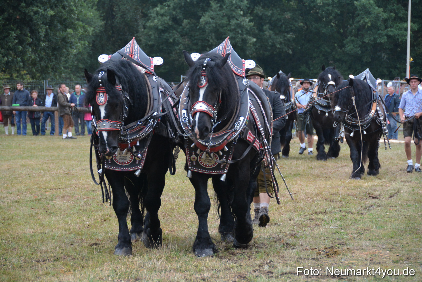 Pferde und Fohlenschau 170815 0089