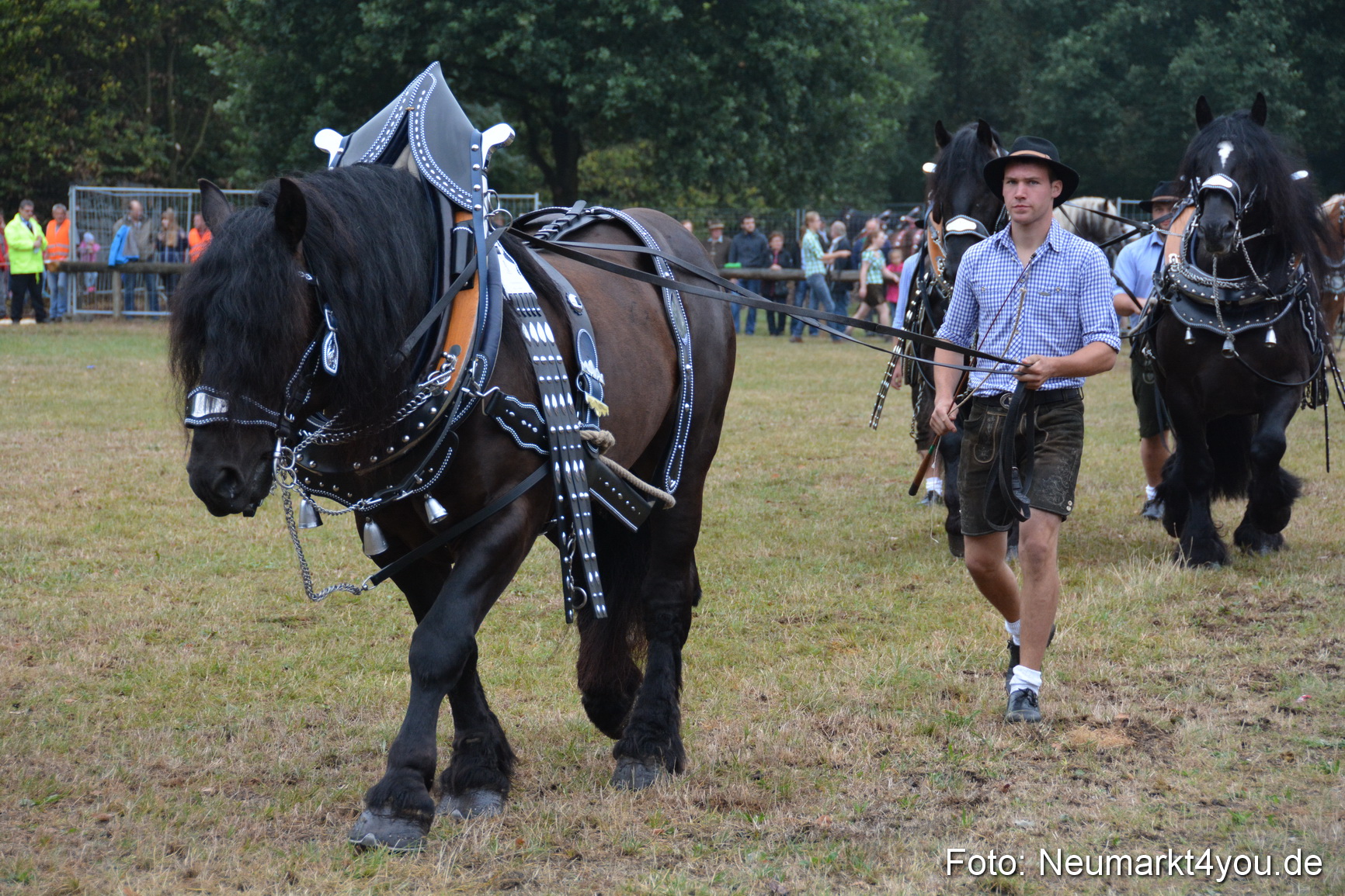 Pferde und Fohlenschau 170815 0091