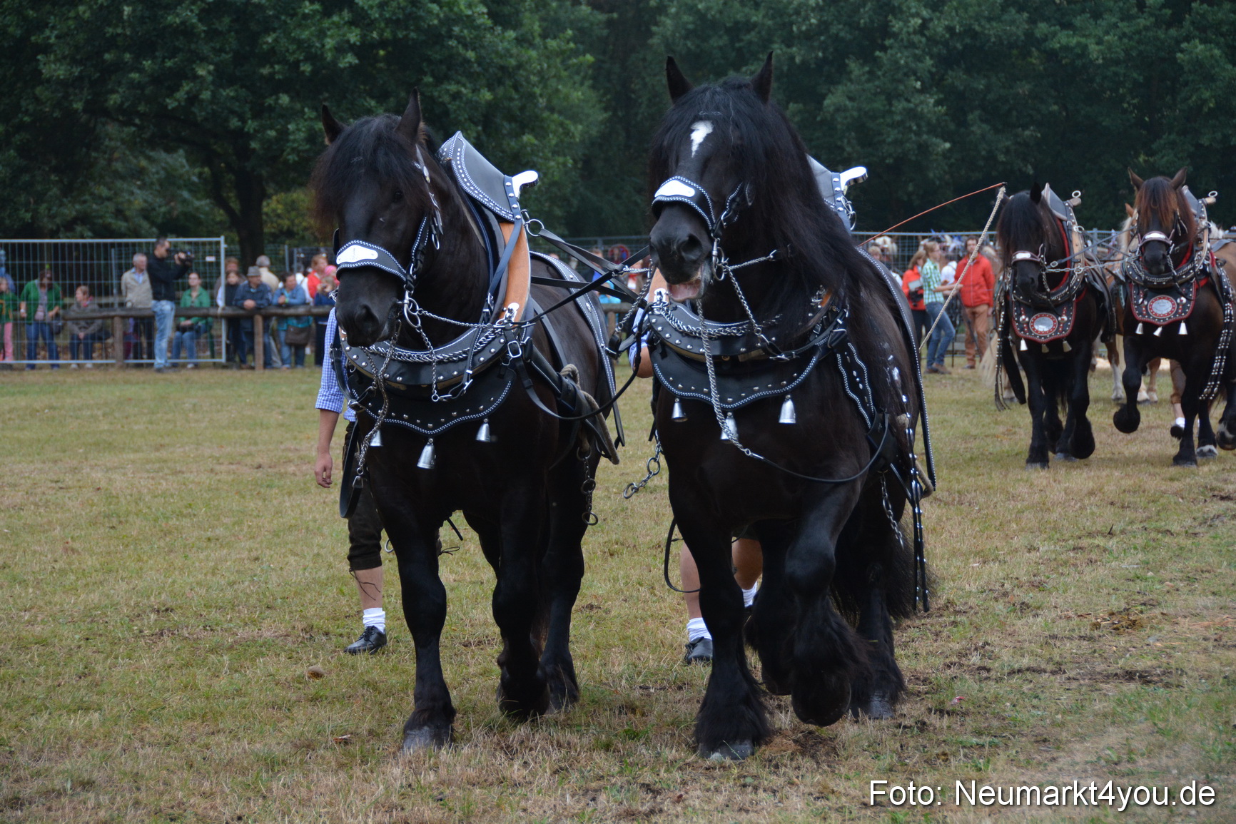 Pferde und Fohlenschau 170815 0092