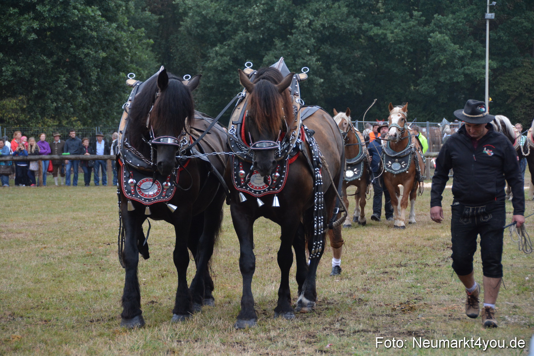 Pferde und Fohlenschau 170815 0094
