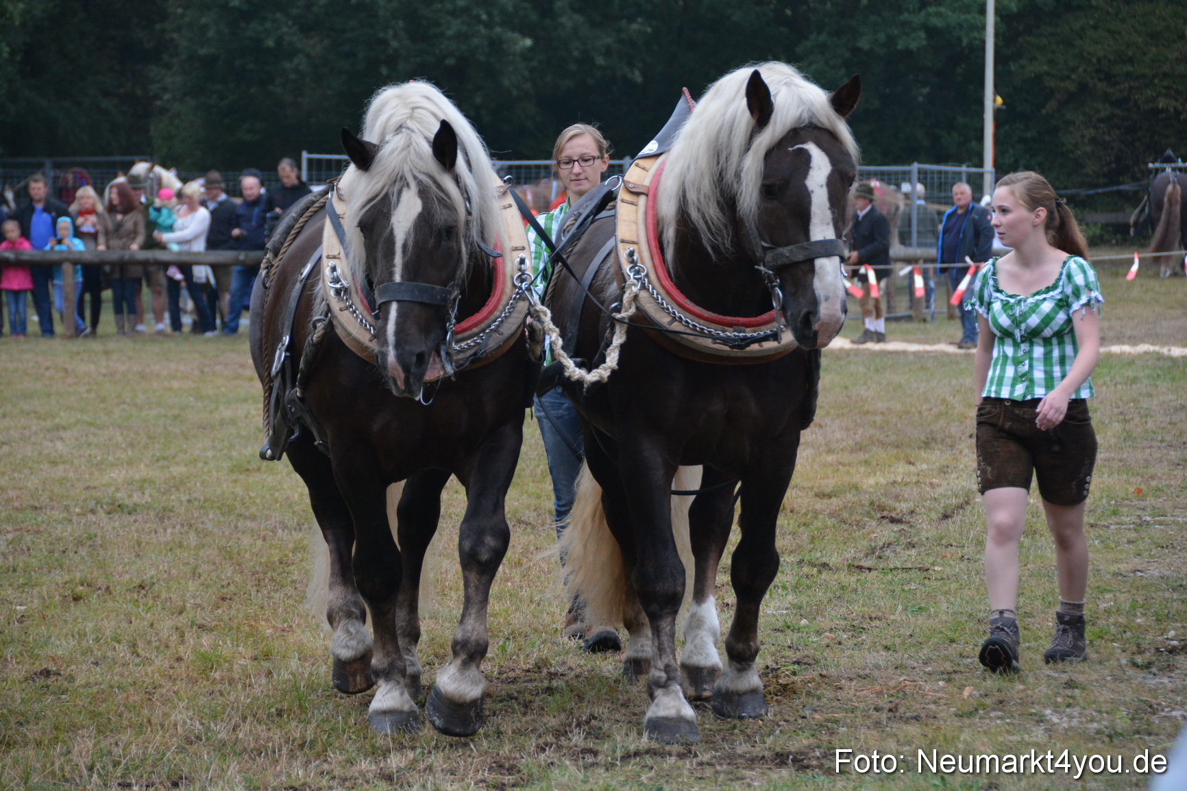 Pferde und Fohlenschau 170815 0097