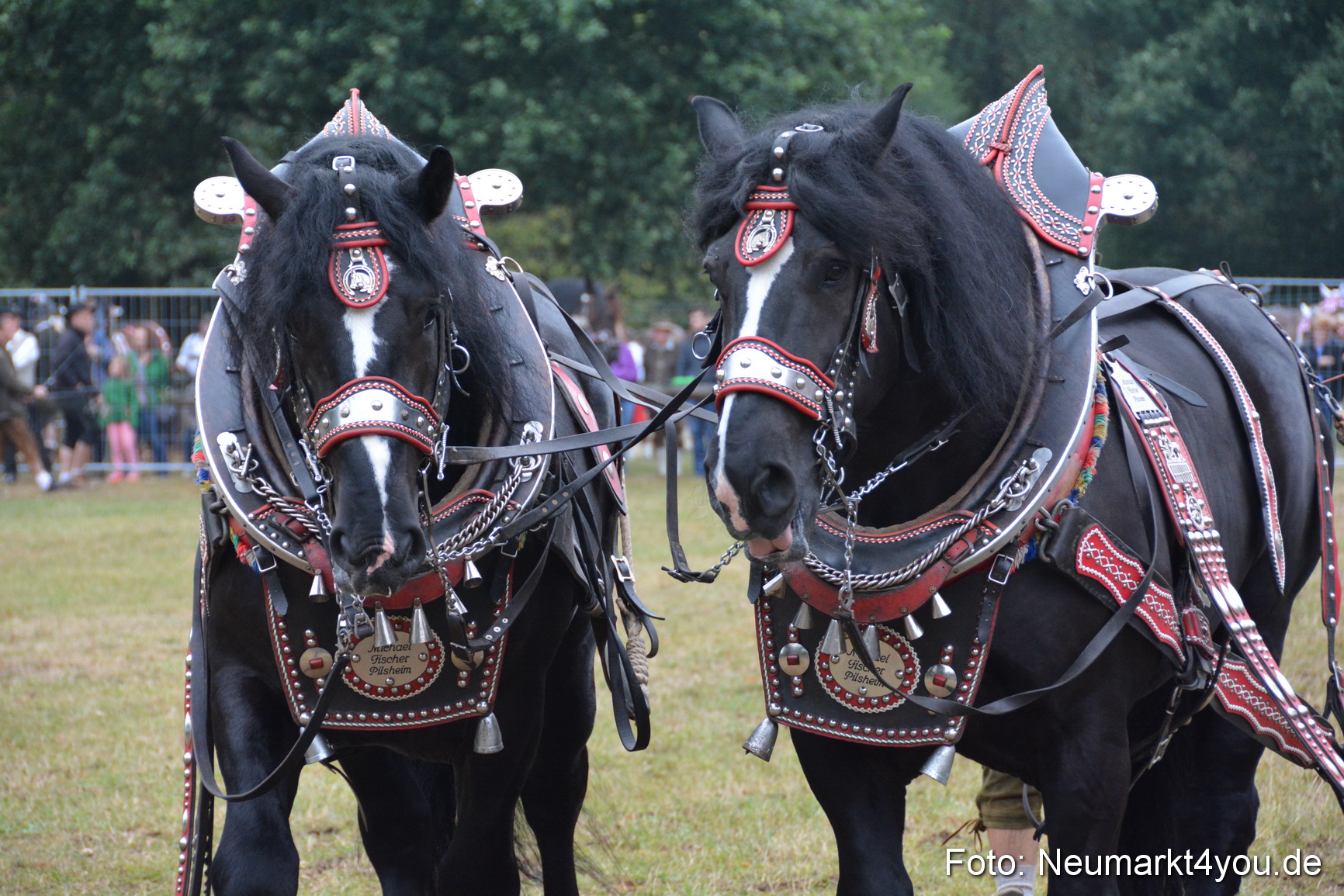 Pferde und Fohlenschau 170815 0101