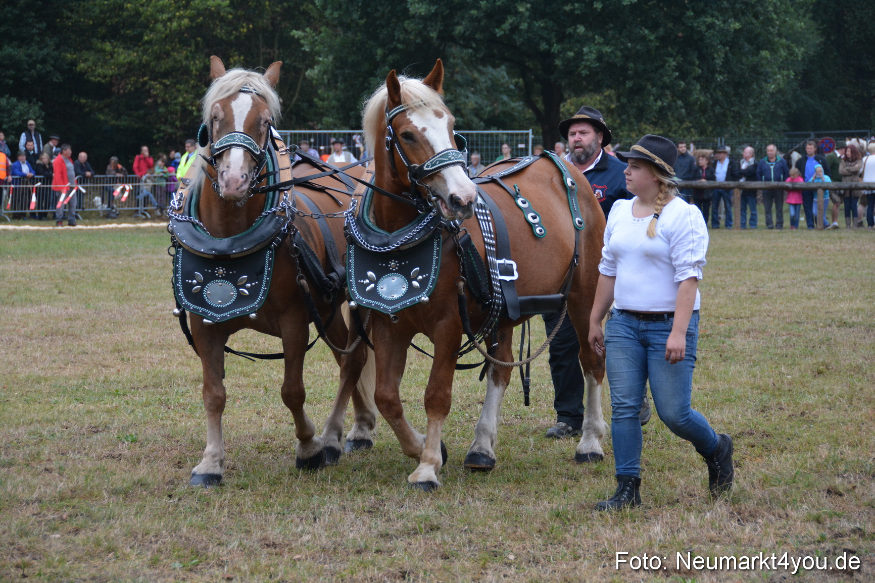Pferde und Fohlenschau 170815 0104