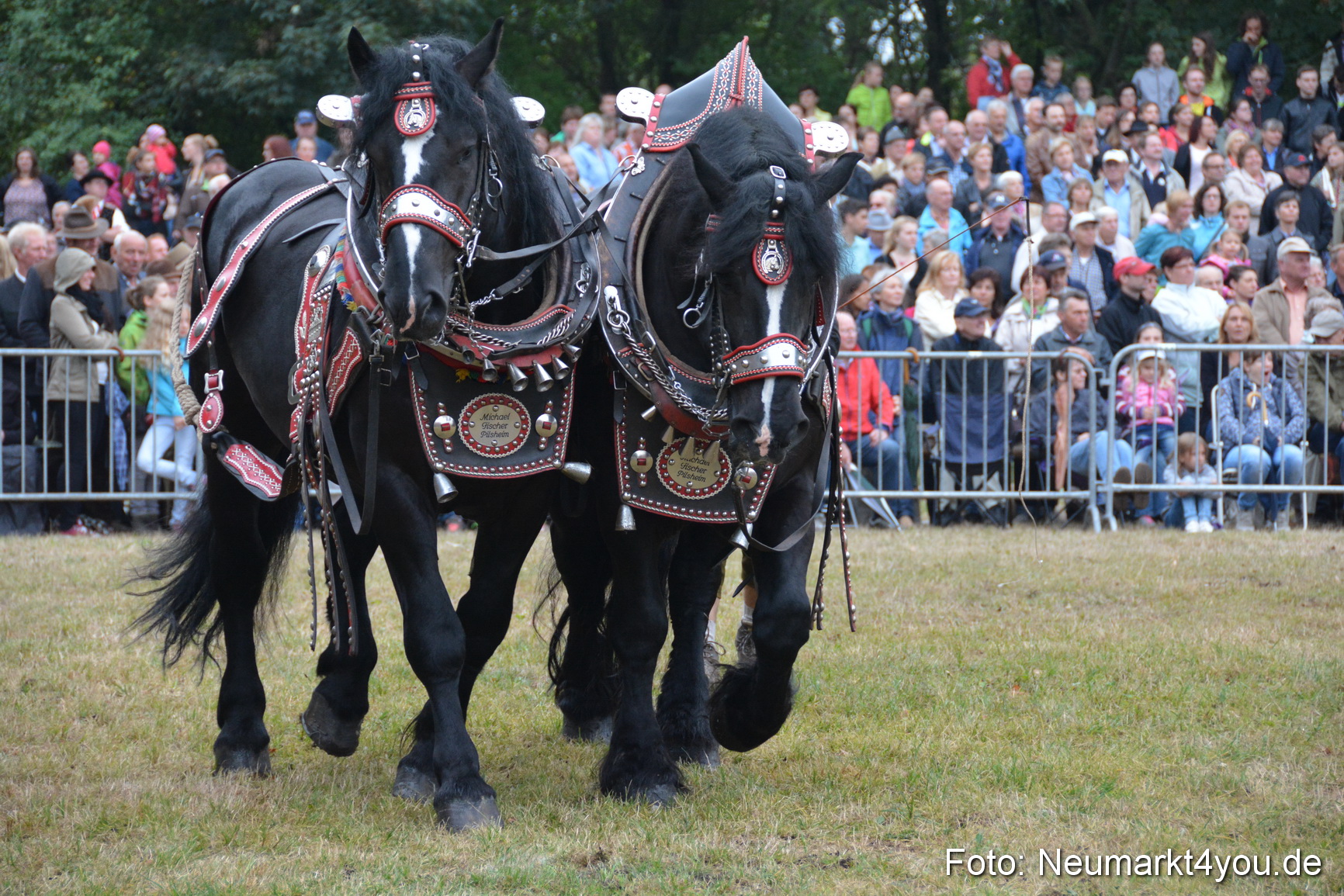 Pferde und Fohlenschau 170815 0106