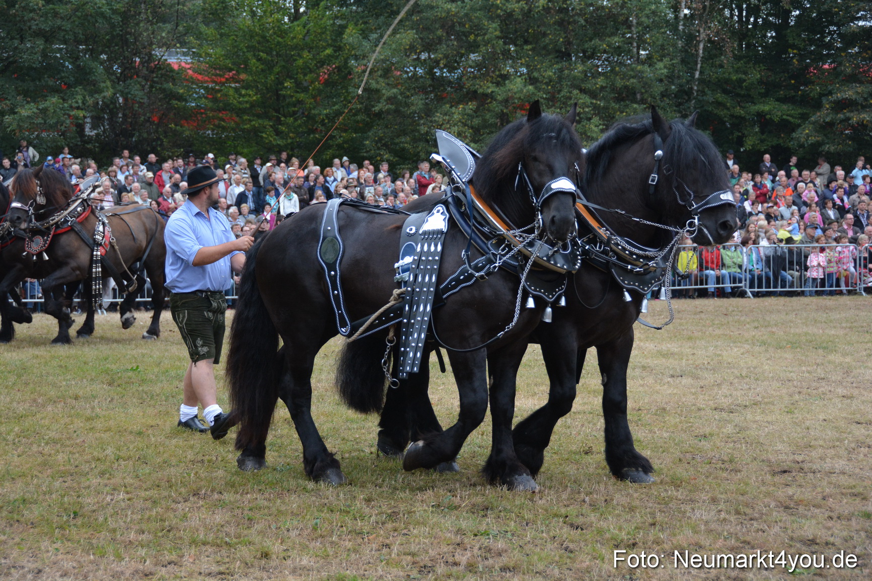Pferde und Fohlenschau 170815 0107