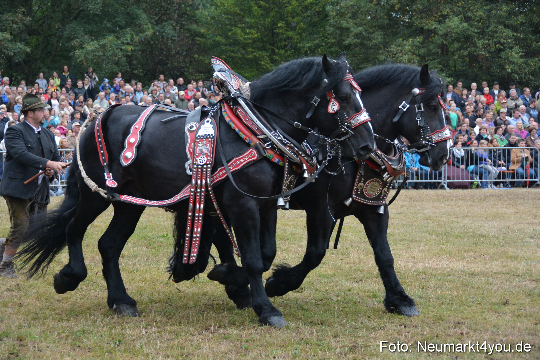 Pferde und Fohlenschau 170815 0111
