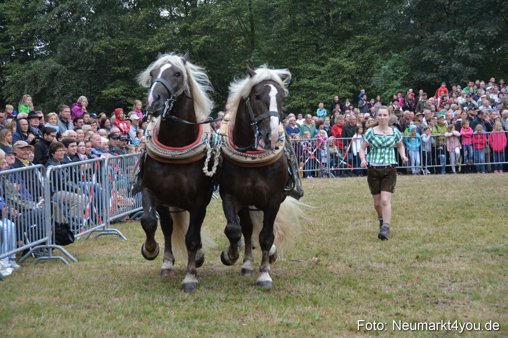 Pferde und Fohlenschau 170815 0114
