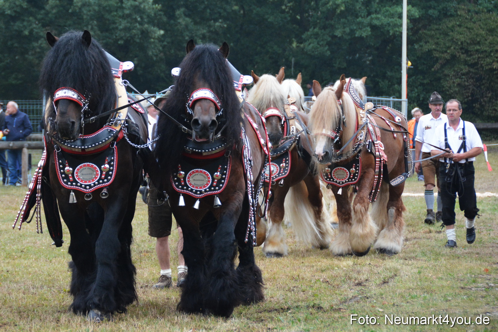 Pferde und Fohlenschau 170815 0115