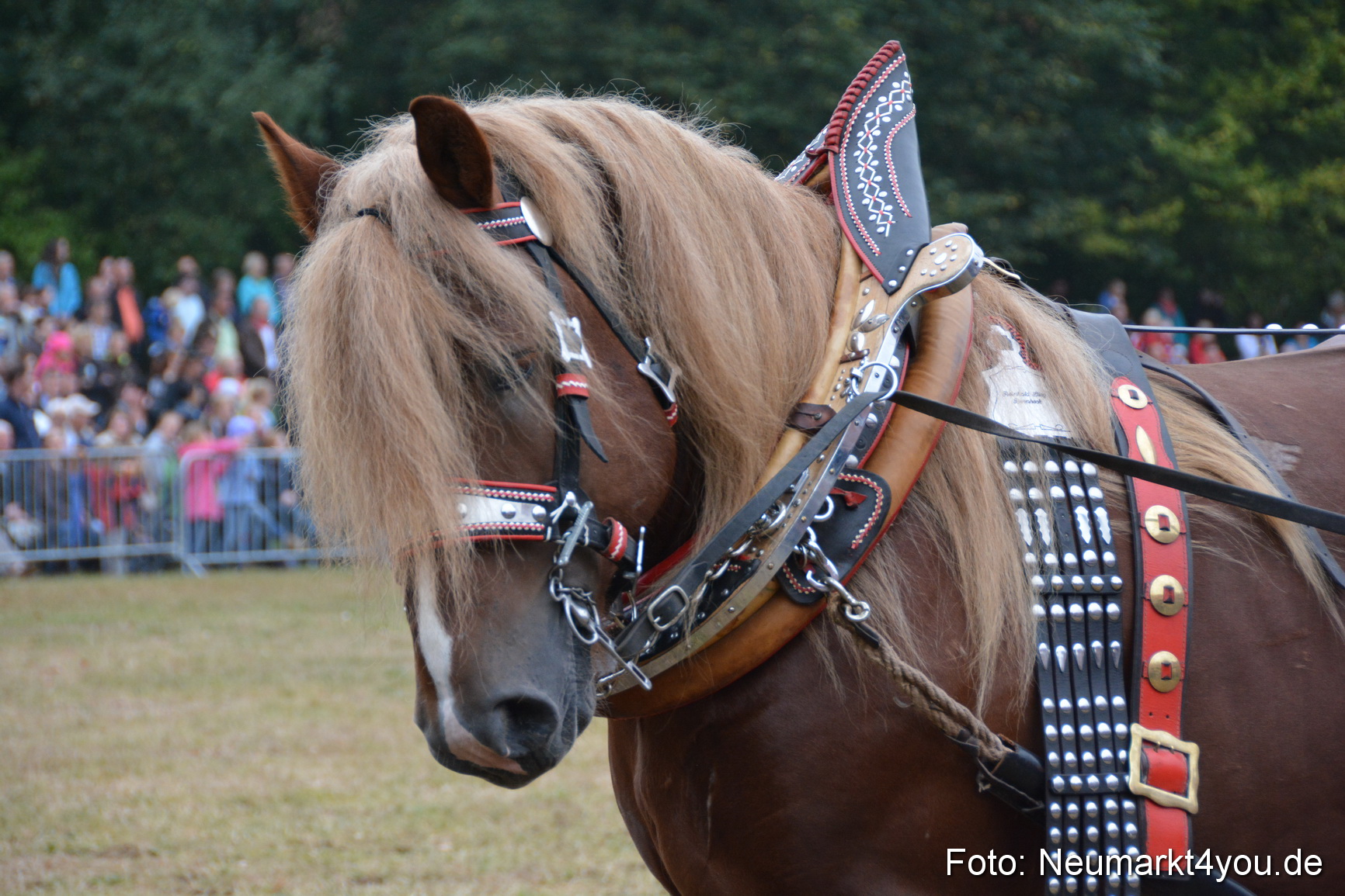 Pferde und Fohlenschau 170815 0119