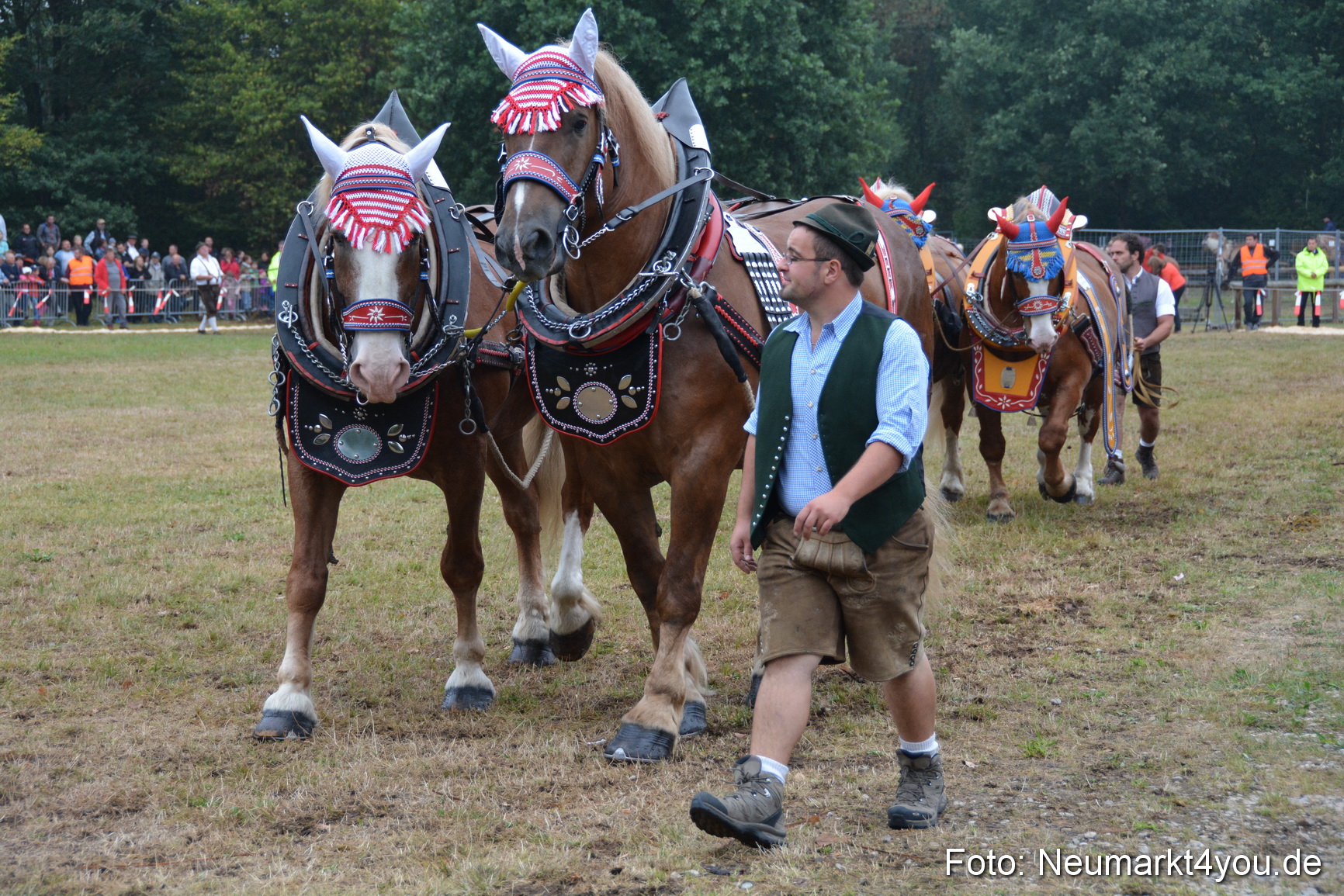 Pferde und Fohlenschau 170815 0120