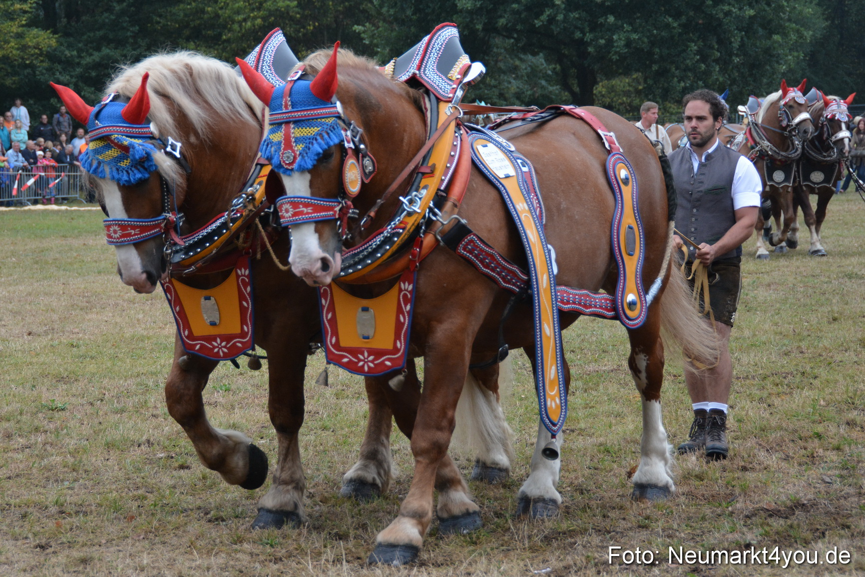 Pferde und Fohlenschau 170815 0121