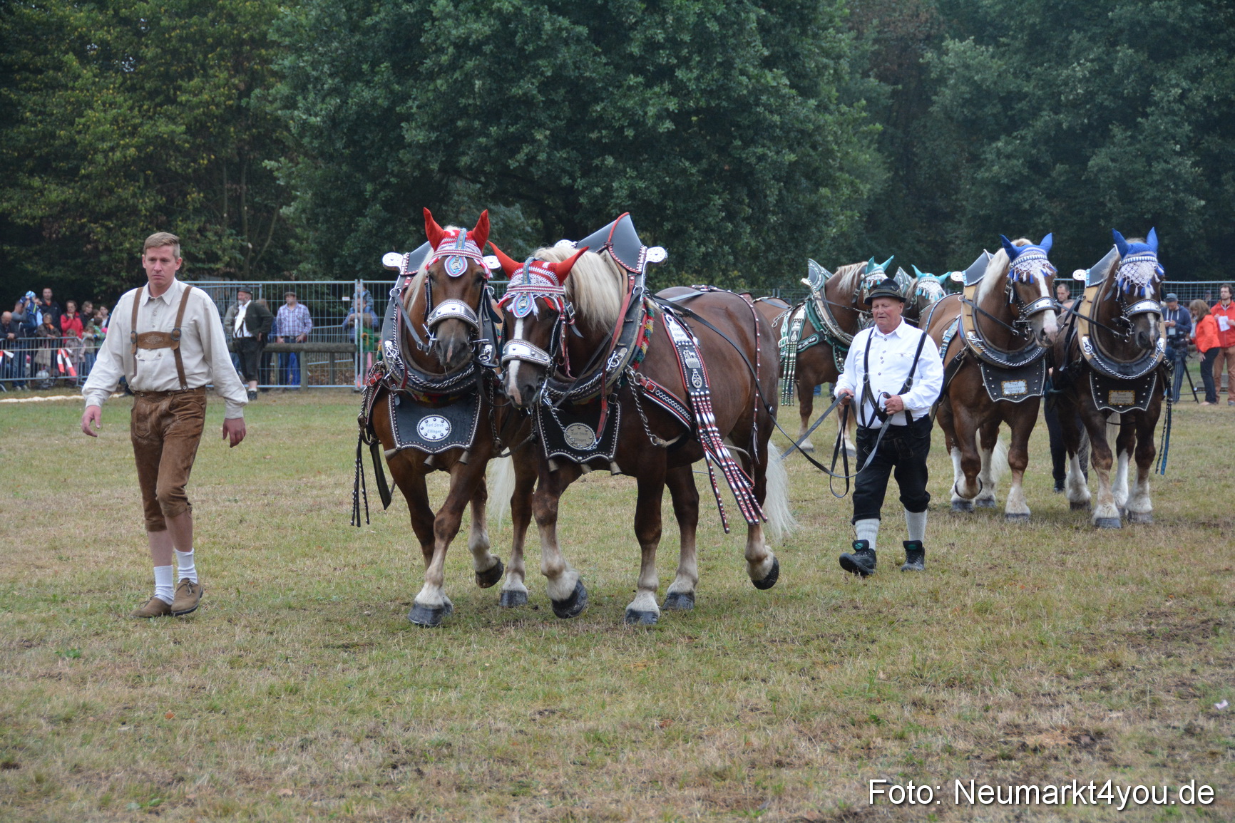 Pferde und Fohlenschau 170815 0123