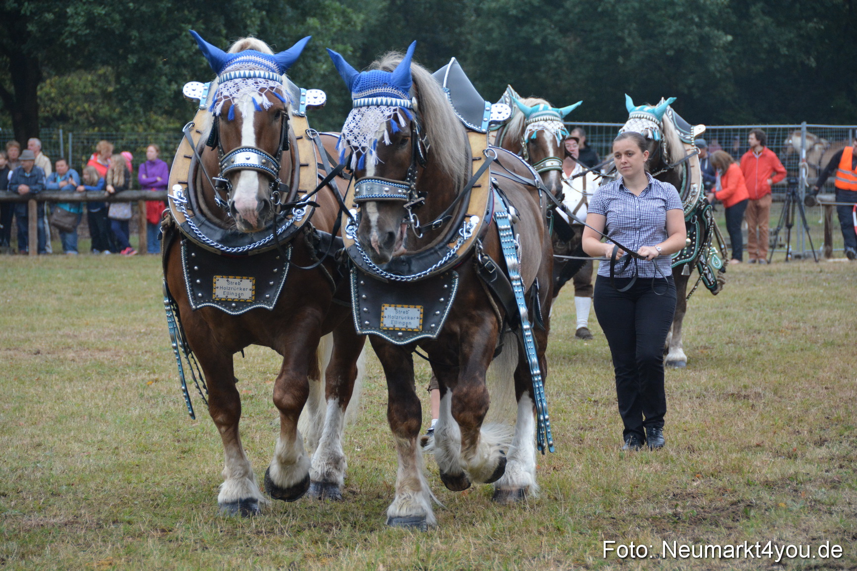 Pferde und Fohlenschau 170815 0125