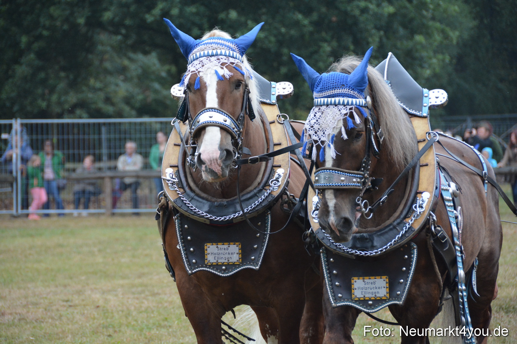 Pferde und Fohlenschau 170815 0126