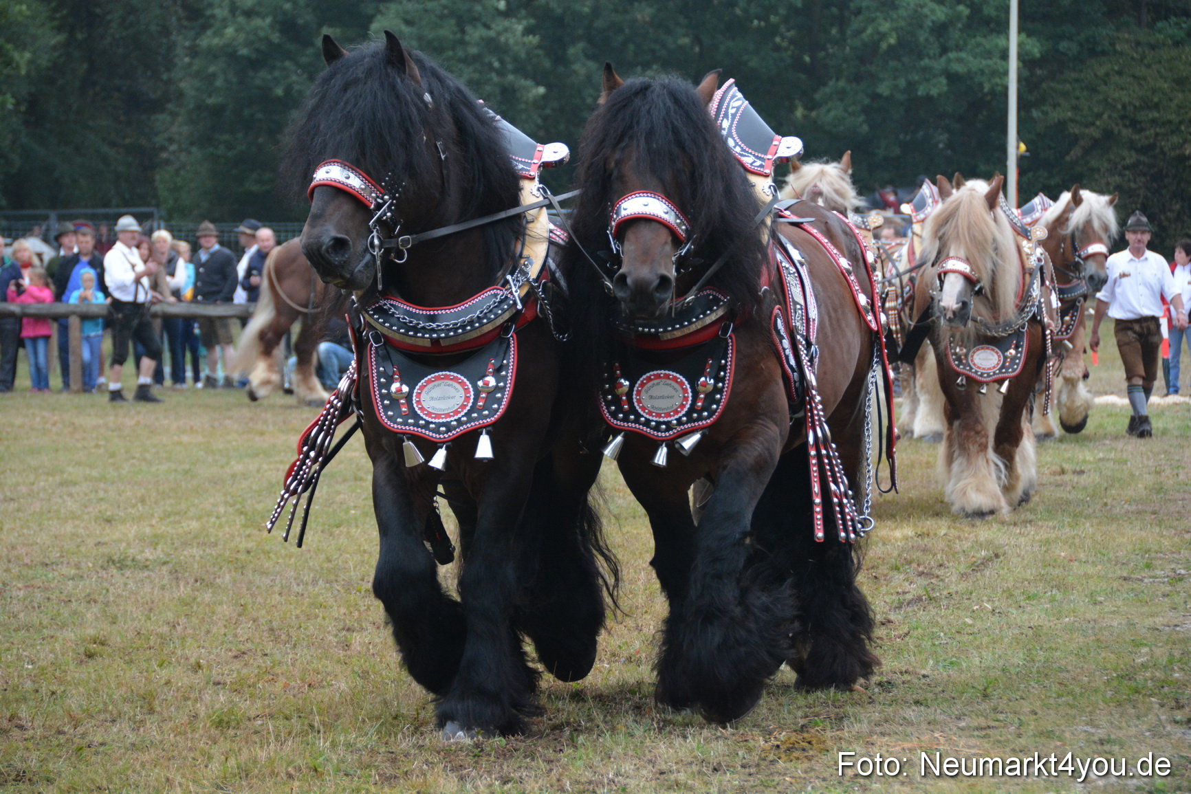 Pferde und Fohlenschau 170815 0128