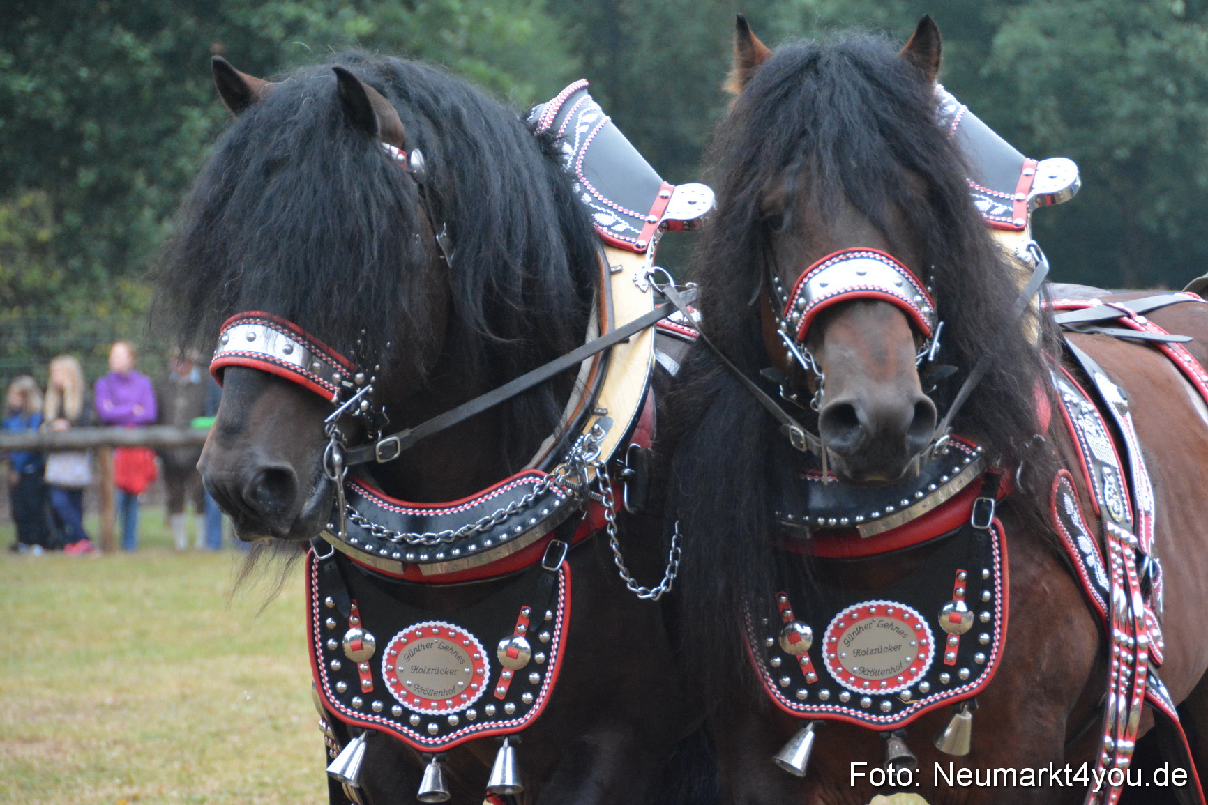 Pferde und Fohlenschau 170815 0129