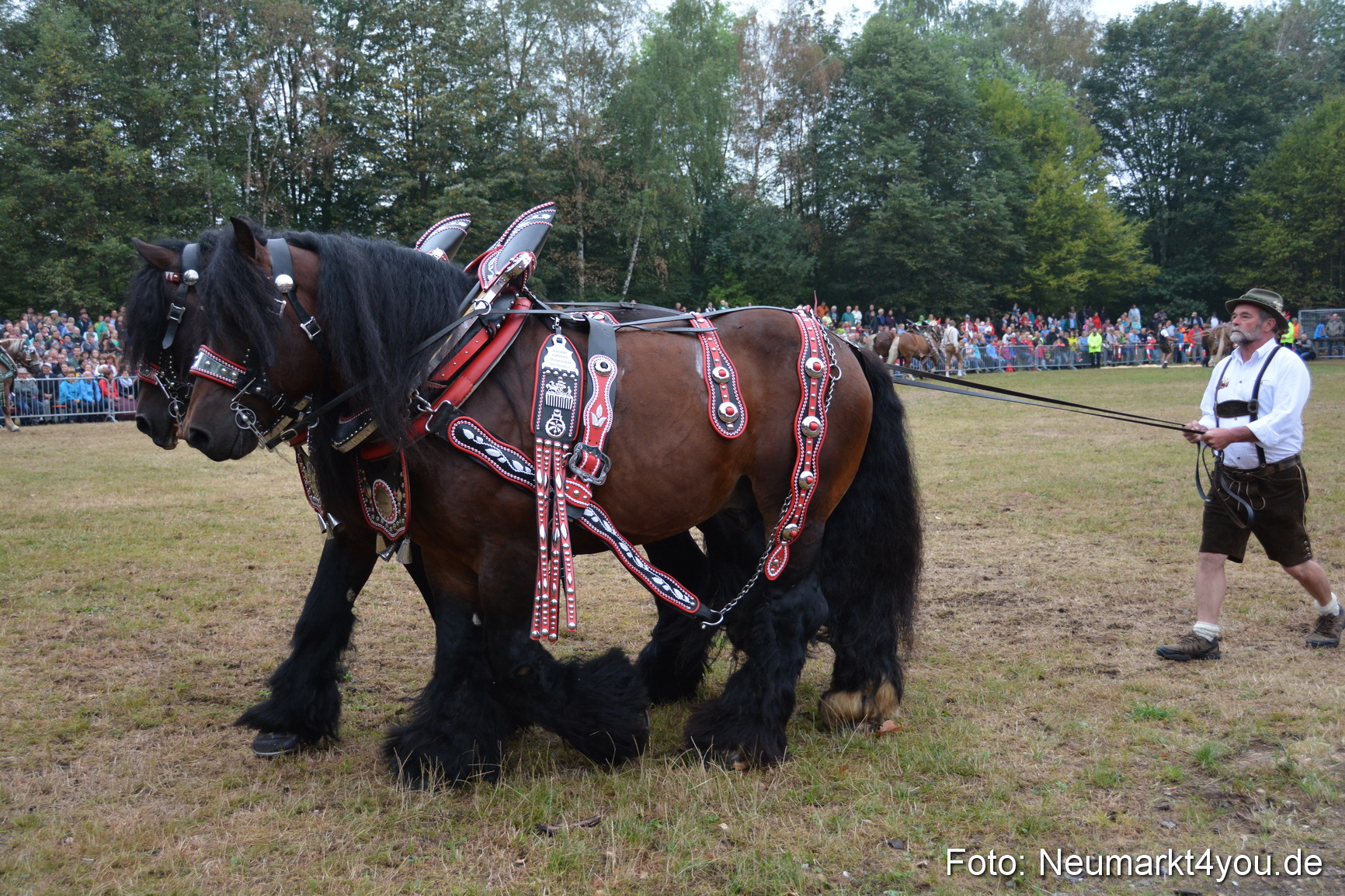 Pferde und Fohlenschau 170815 0130
