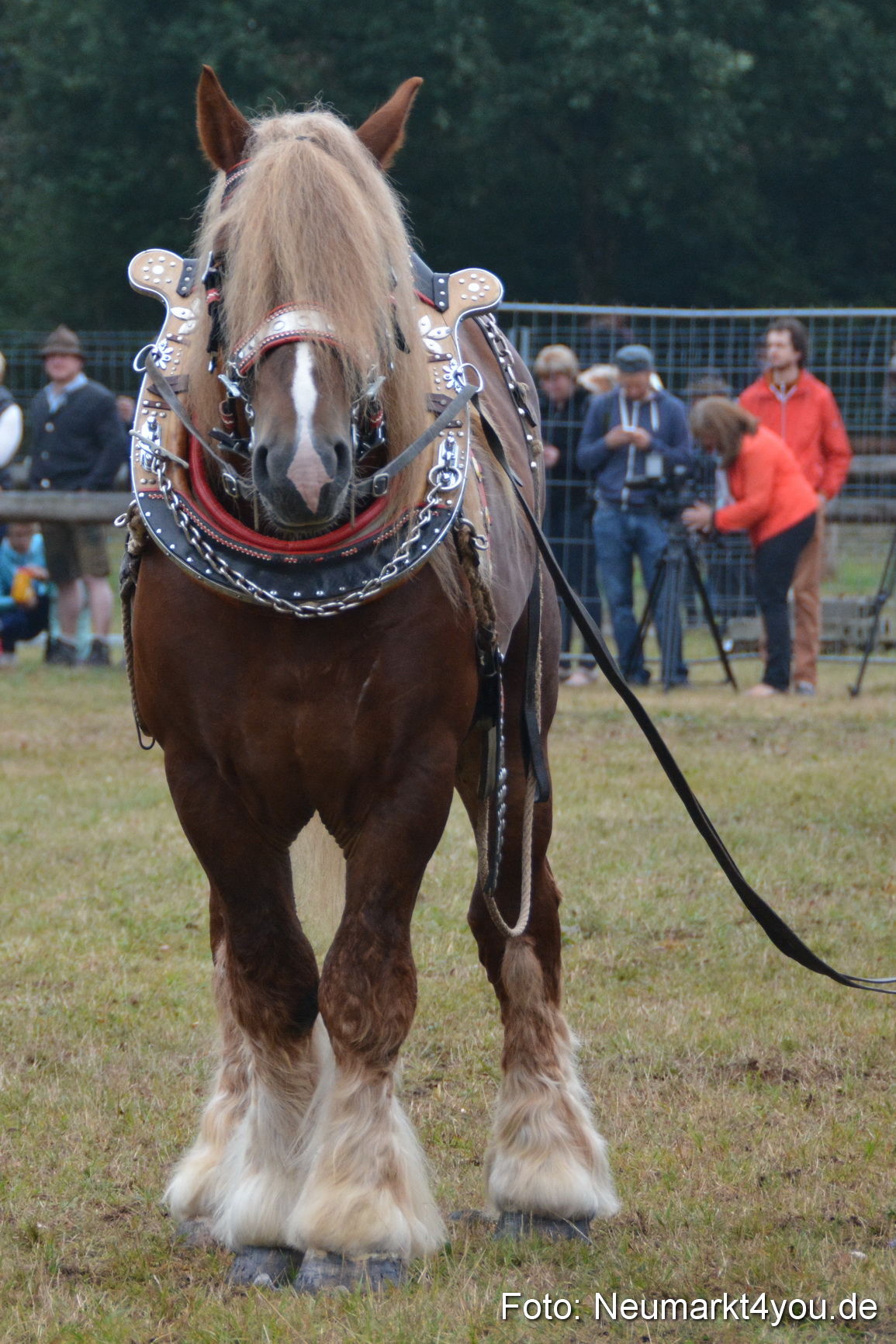 Pferde und Fohlenschau 170815 0134