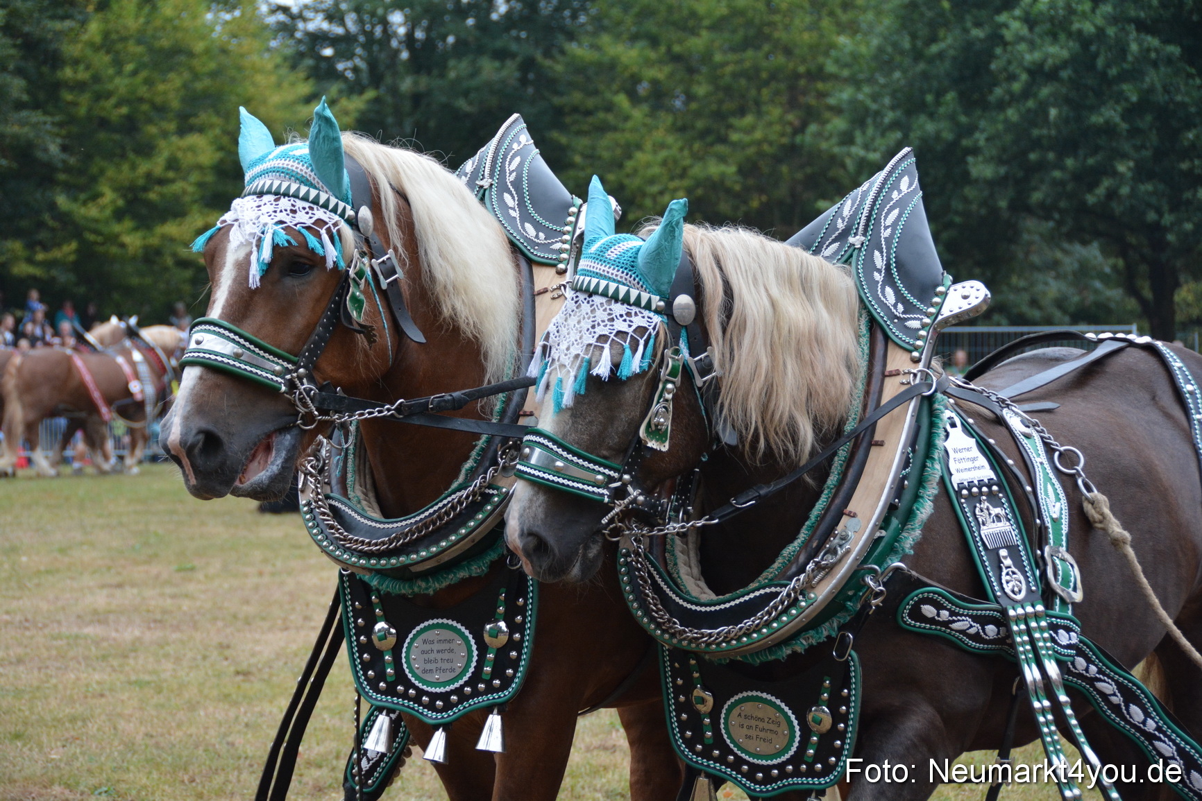 Pferde und Fohlenschau 170815 0138