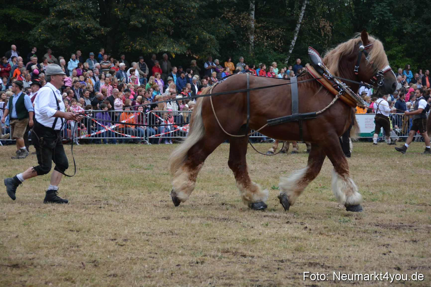 Pferde und Fohlenschau 170815 0140