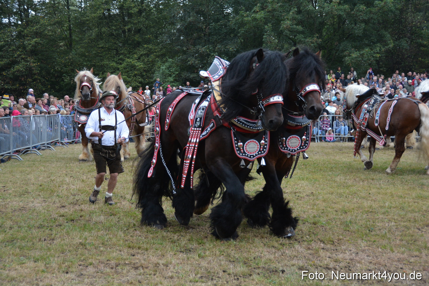 Pferde und Fohlenschau 170815 0143