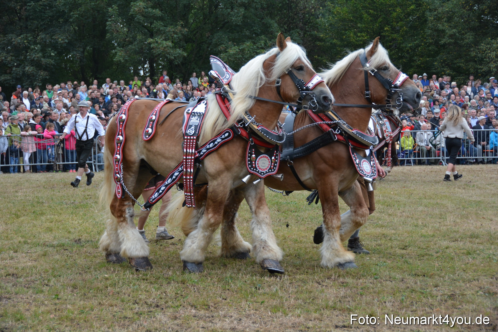 Pferde und Fohlenschau 170815 0145