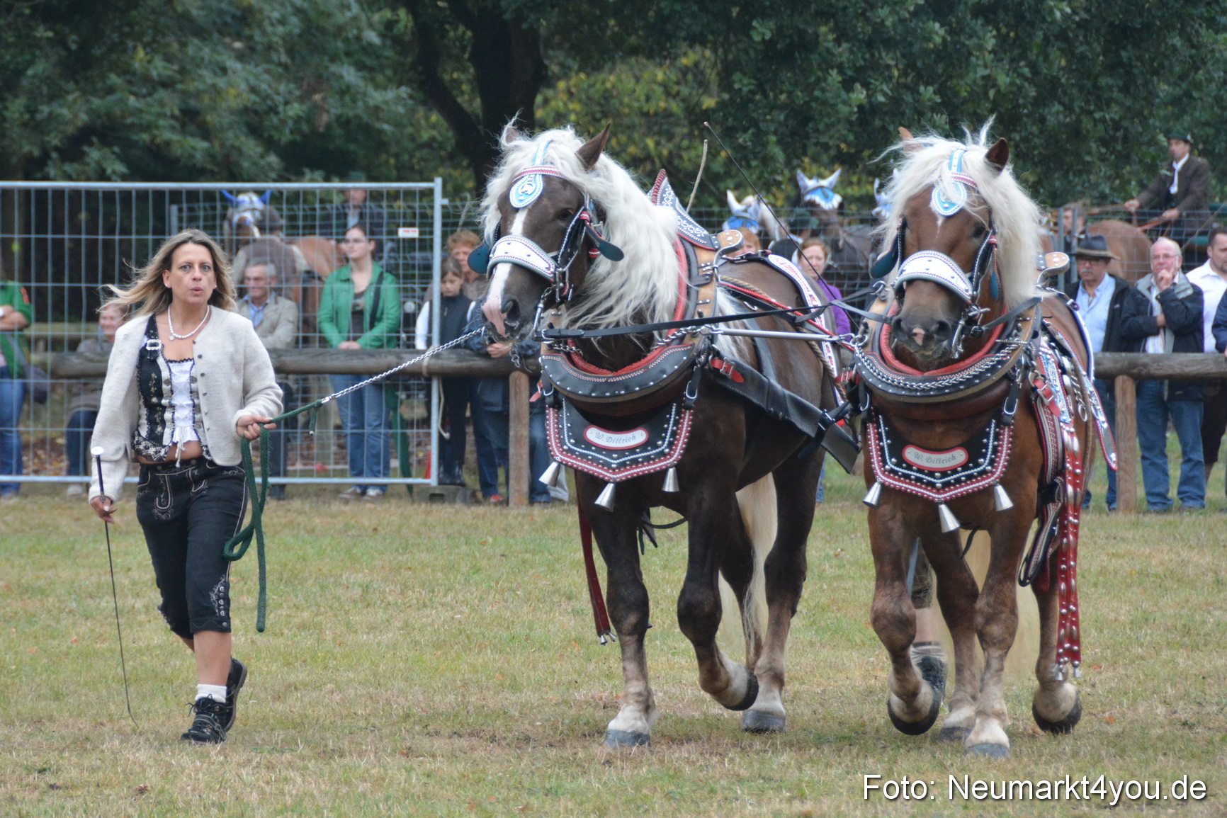 Pferde und Fohlenschau 170815 0147