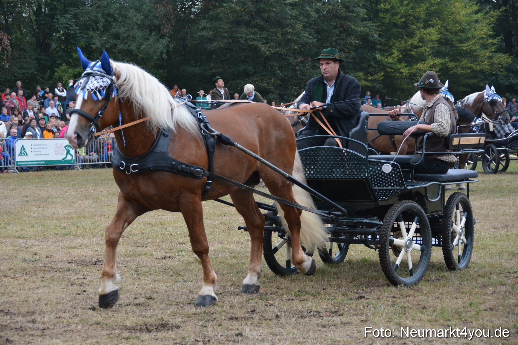 Pferde und Fohlenschau 170815 0149