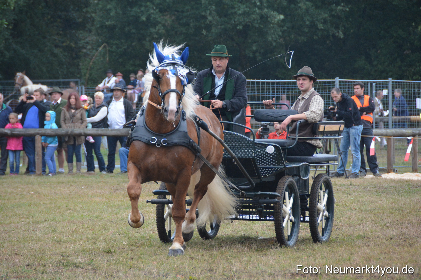 Pferde und Fohlenschau 170815 0153