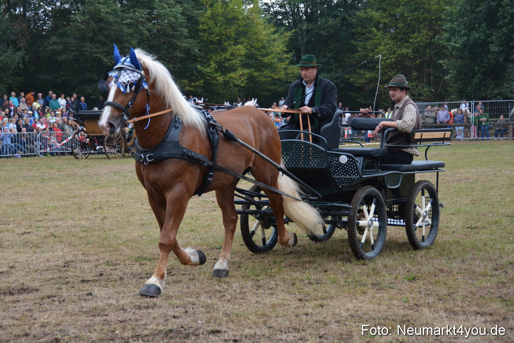 Pferde und Fohlenschau 170815 0154