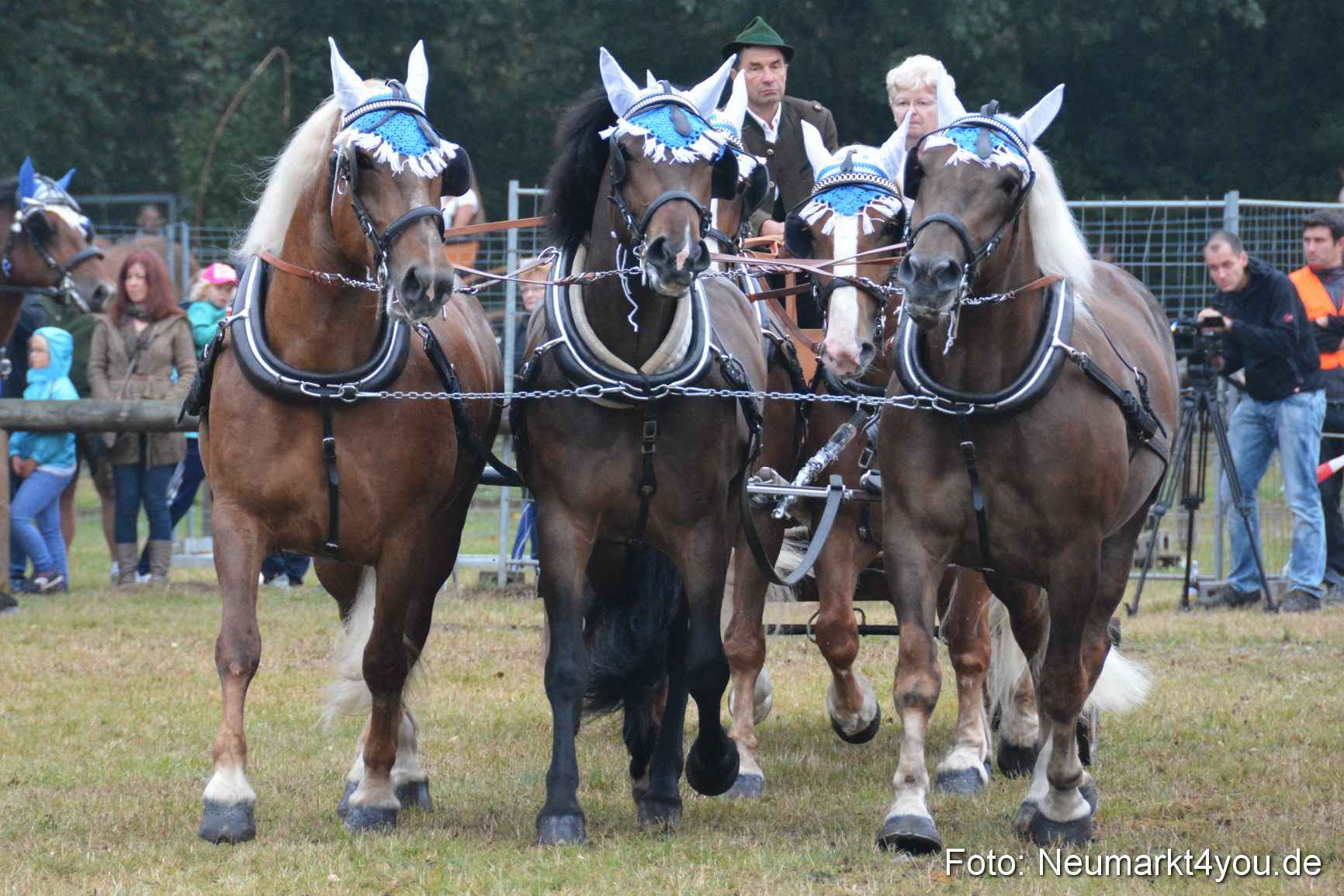 Pferde und Fohlenschau 170815 0155