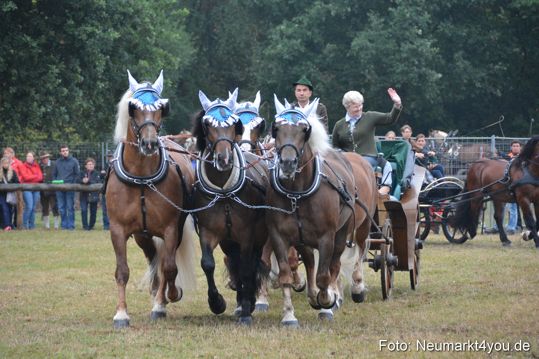 Pferde und Fohlenschau 170815 0156