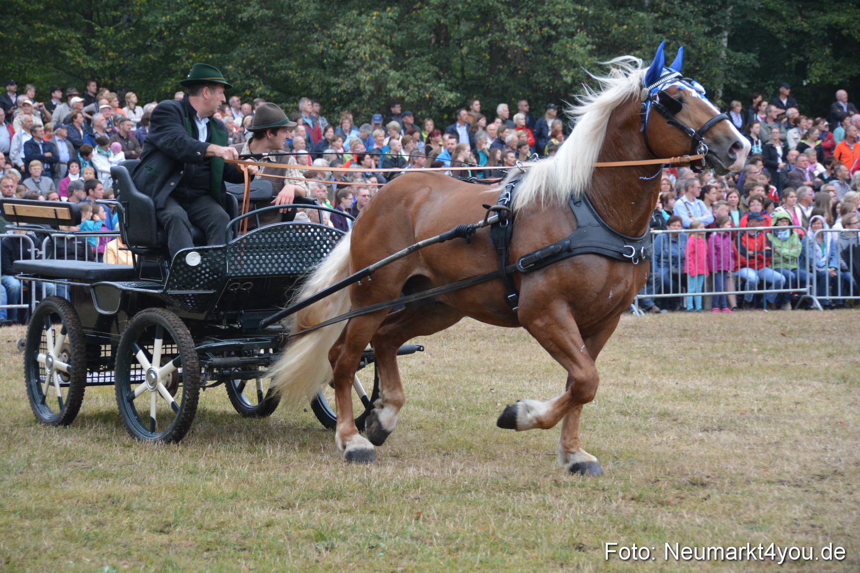 Pferde und Fohlenschau 170815 0157