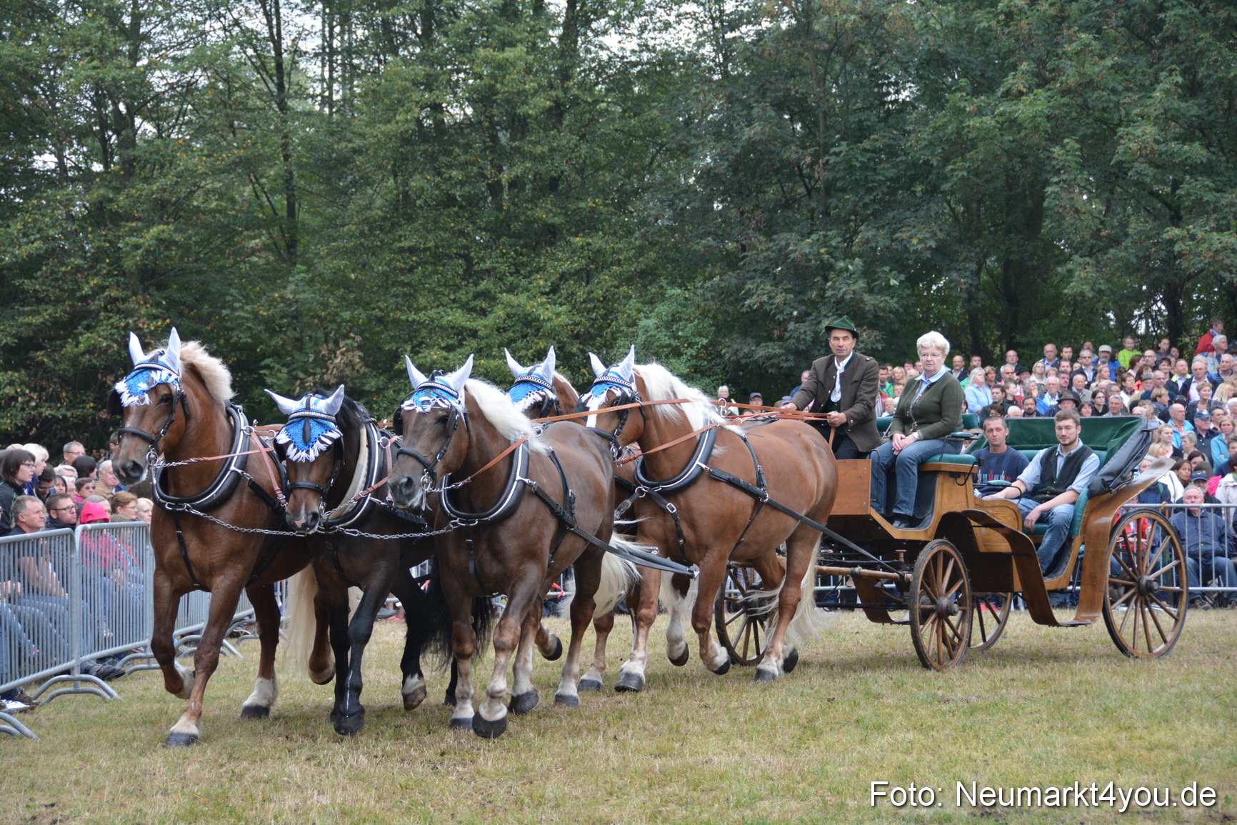 Pferde und Fohlenschau 170815 0160