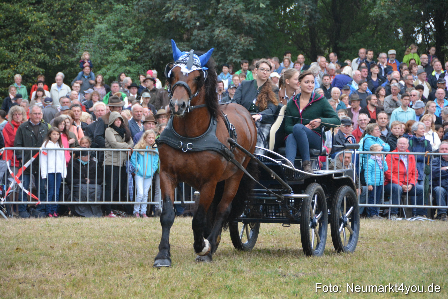 Pferde und Fohlenschau 170815 0162