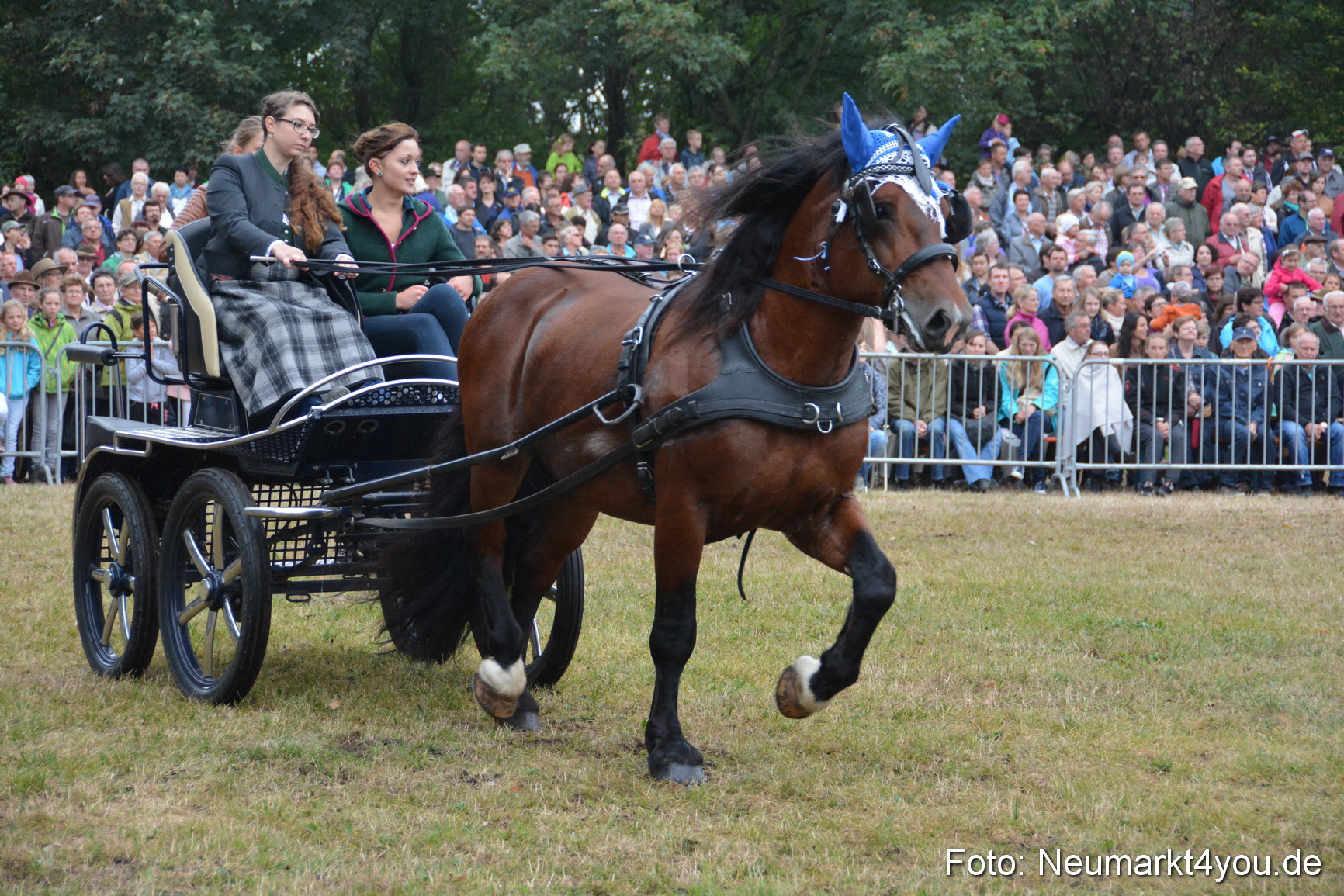 Pferde und Fohlenschau 170815 0163