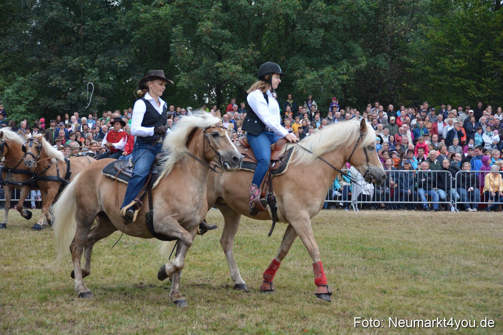 Pferde und Fohlenschau 170815 0171