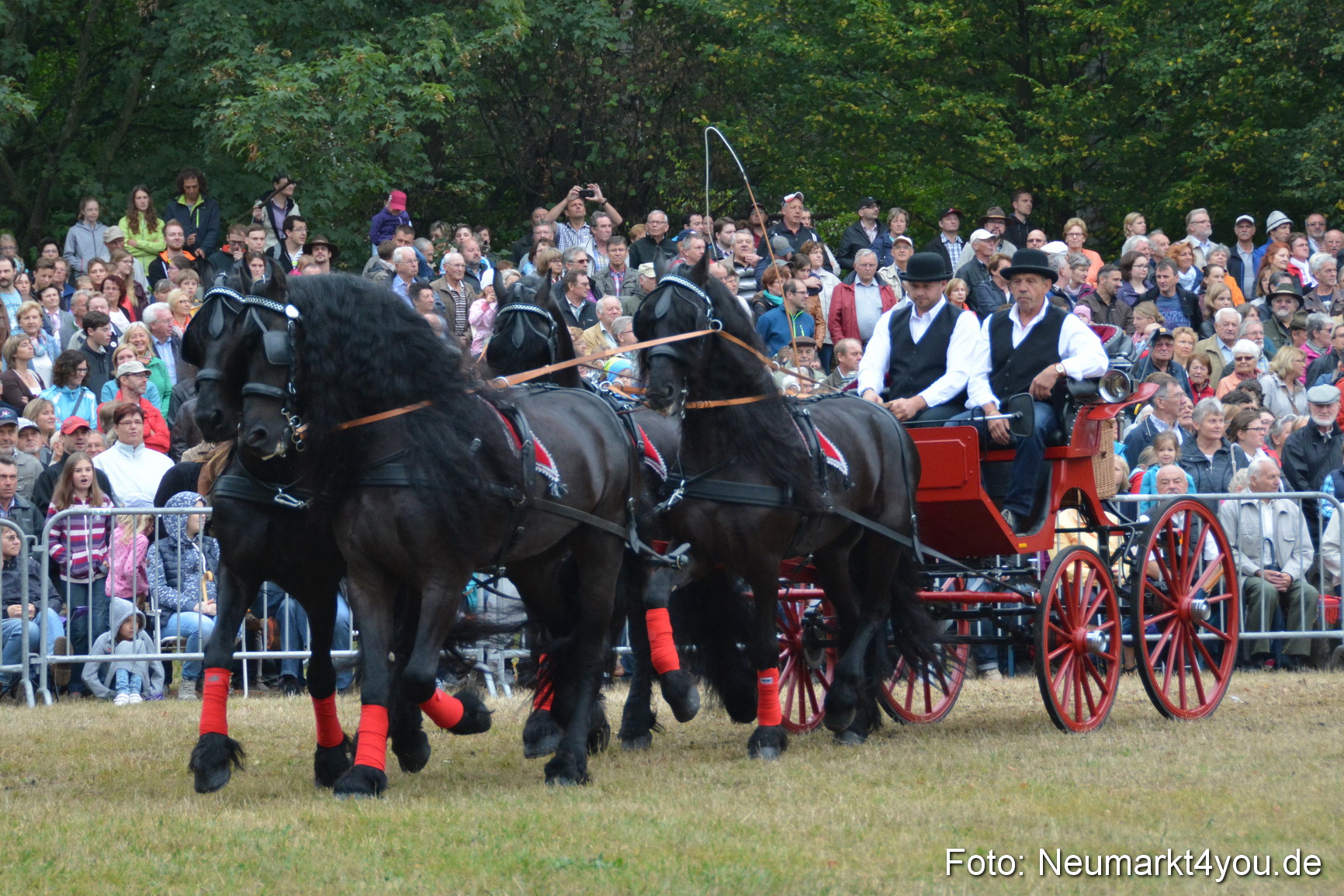 Pferde und Fohlenschau 170815 0180