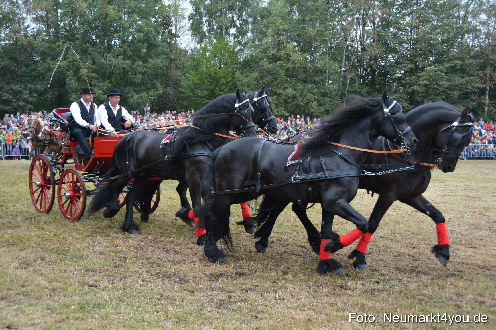 Pferde und Fohlenschau 170815 0193