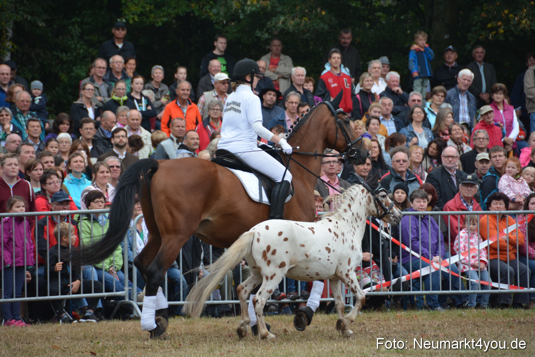 Pferde und Fohlenschau 170815 0201