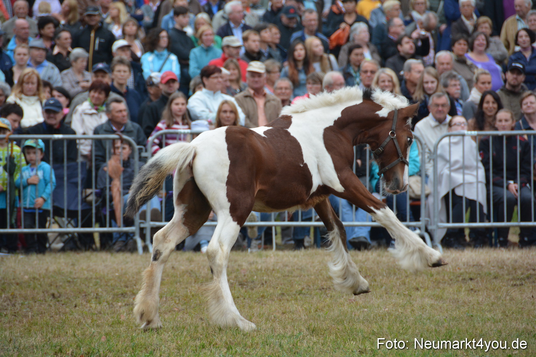 Pferde und Fohlenschau 170815 0205