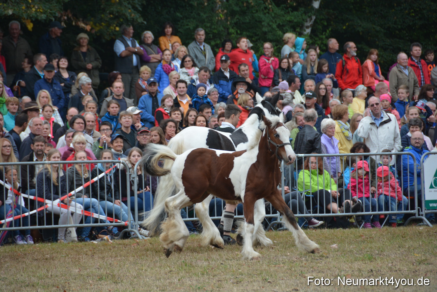 Pferde und Fohlenschau 170815 0207