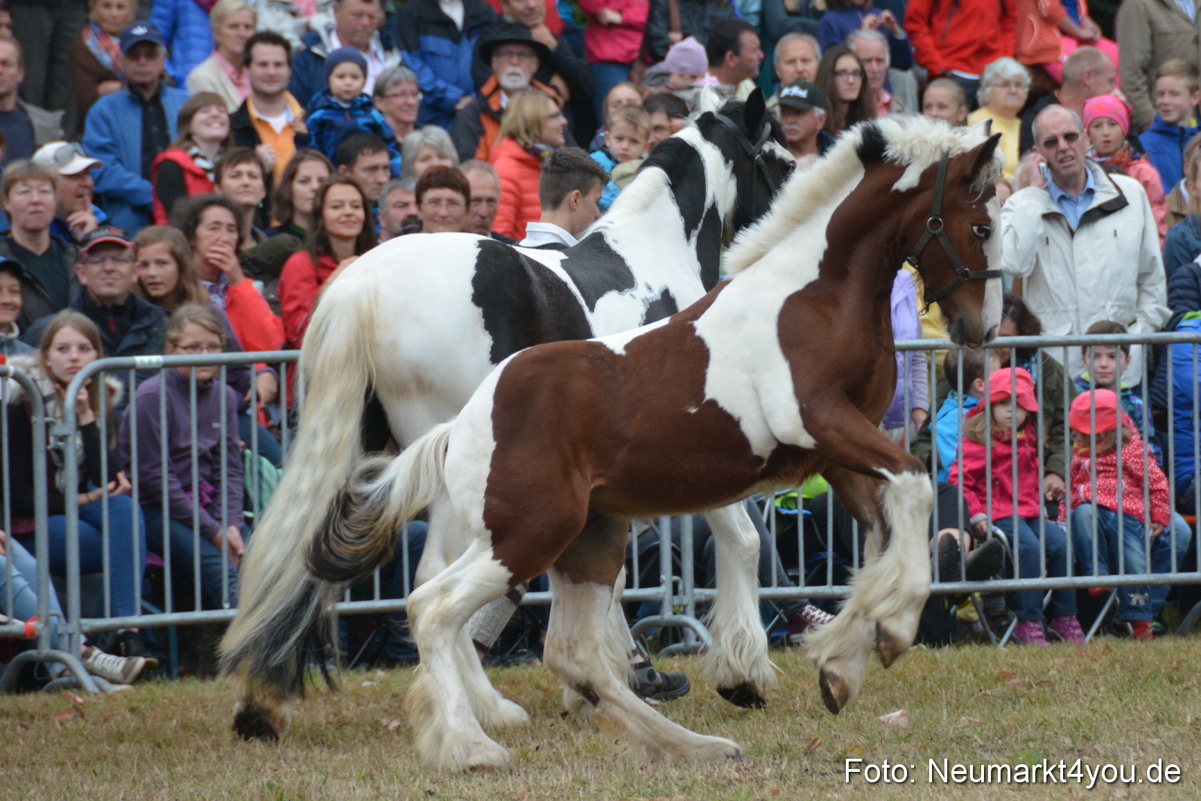 Pferde und Fohlenschau 170815 0208