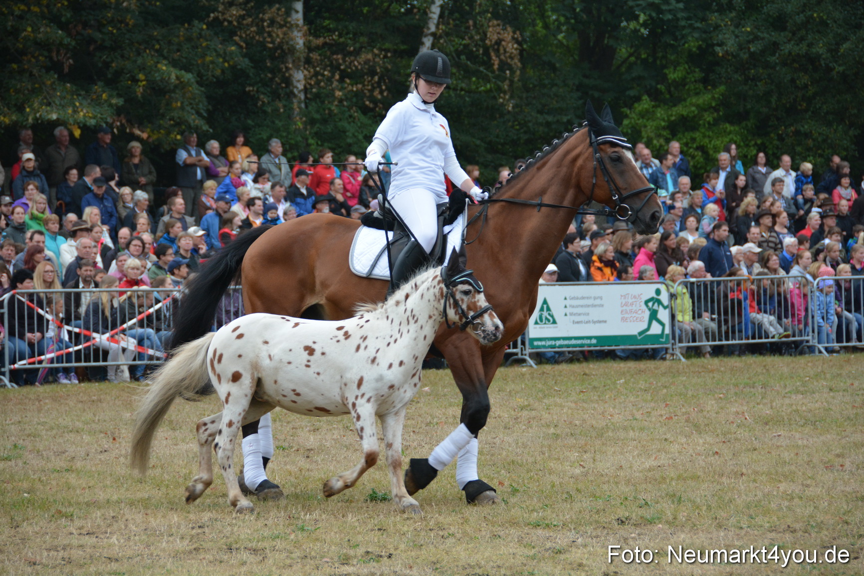 Pferde und Fohlenschau 170815 0209