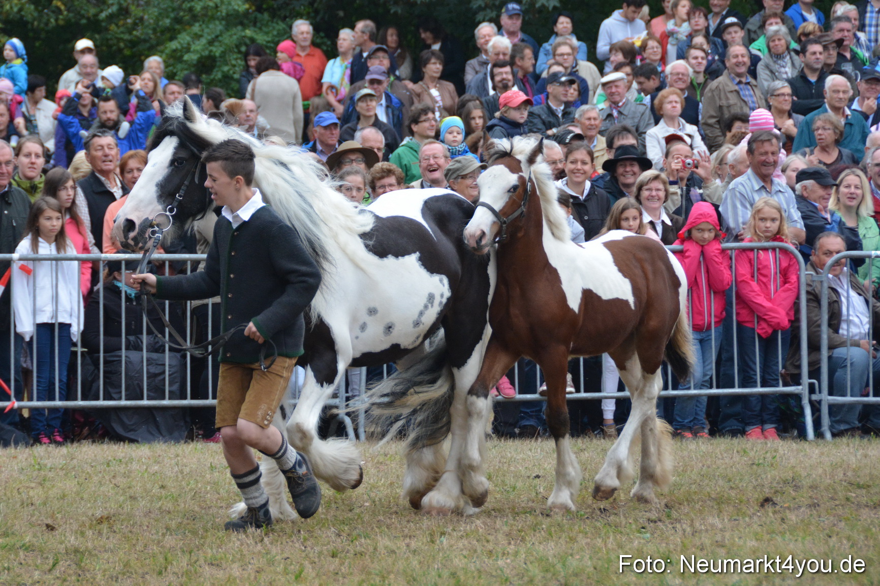 Pferde und Fohlenschau 170815 0212