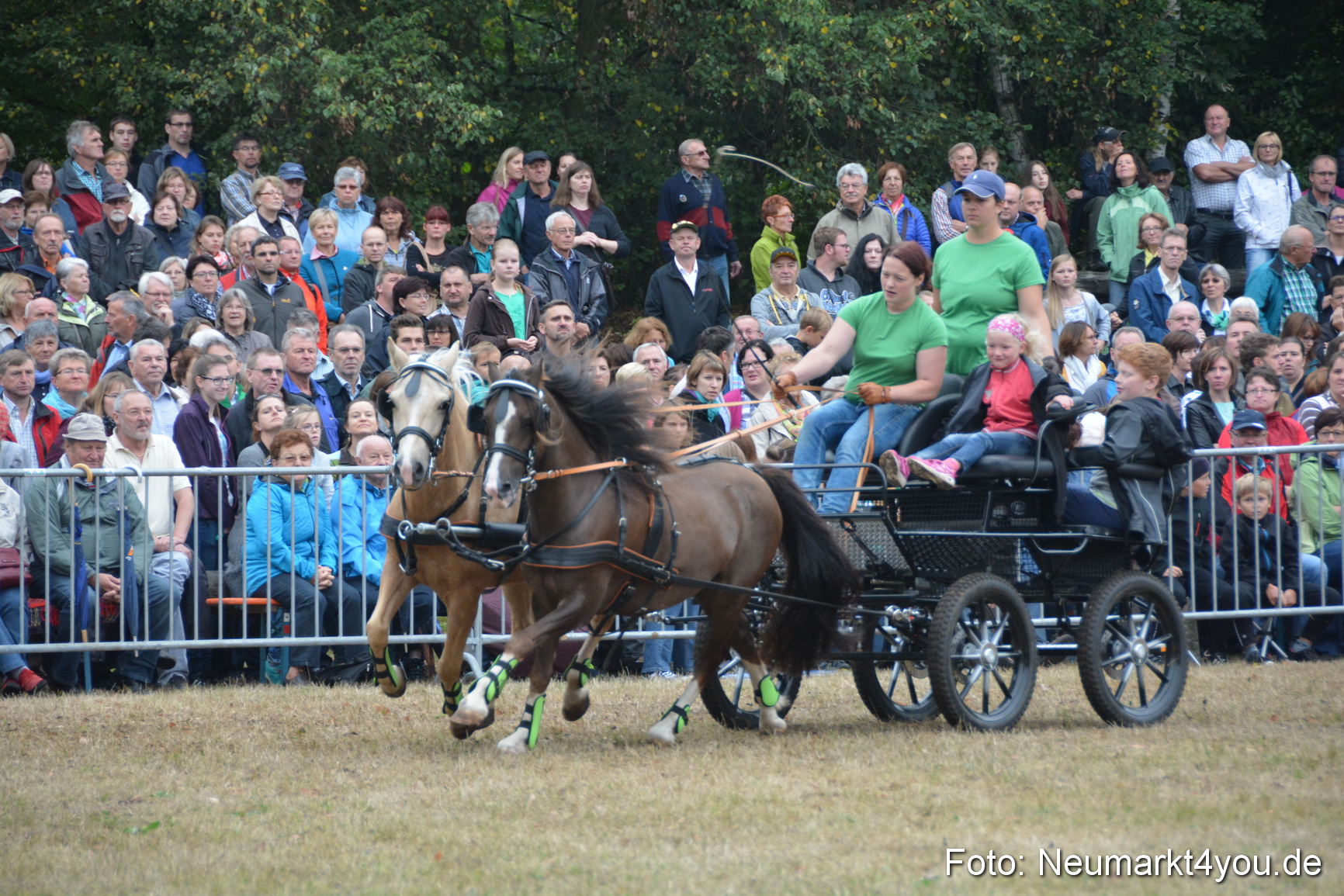 Pferde und Fohlenschau 170815 0233